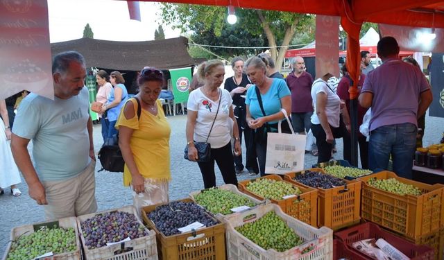 Didim Zeytin Festivalinde Dünya rekoruna hazırlanıyor