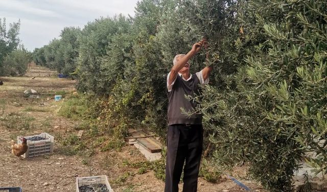 Didim’de zeytin hasadı dertli başladı