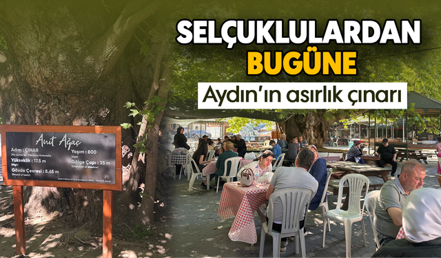 Selçuklulardan bugüne: Aydın’ın asırlık çınarı
