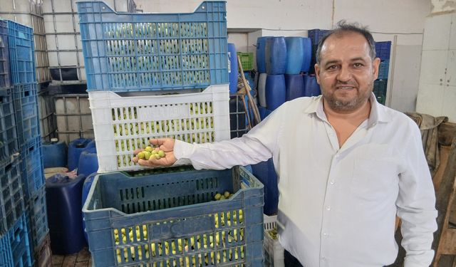 Karacasu'da Çetinkaya Zeytincilik alımlara başladı: İlk fiyatlar belli oldu