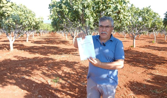 İncir üreticisini mağdur eden yol tozu