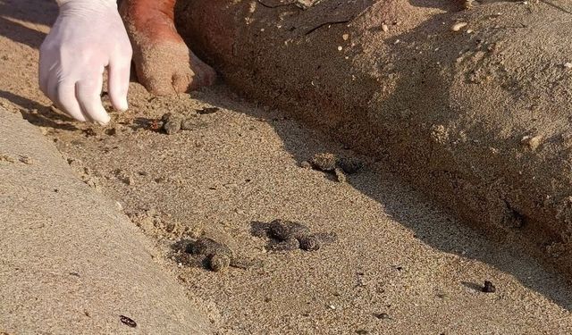 Sürpriz yuvadan 67 caretta caretta yavrusu çıktı
