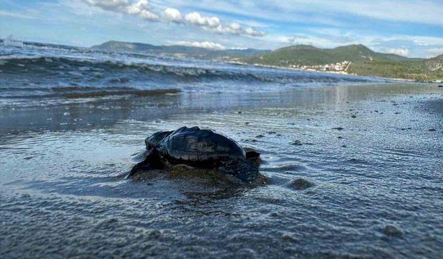 Aydın’da Caretta carettaların yavru çıkışları tamamlandı