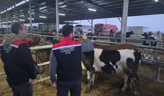 Aydın’da hayvan pazarlarında sıkı denetim