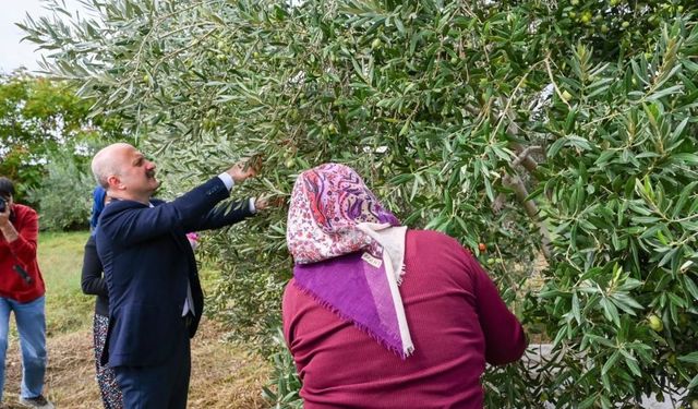 Aydın Valisi Varol, kadın çiftçilerle zeytin topladı