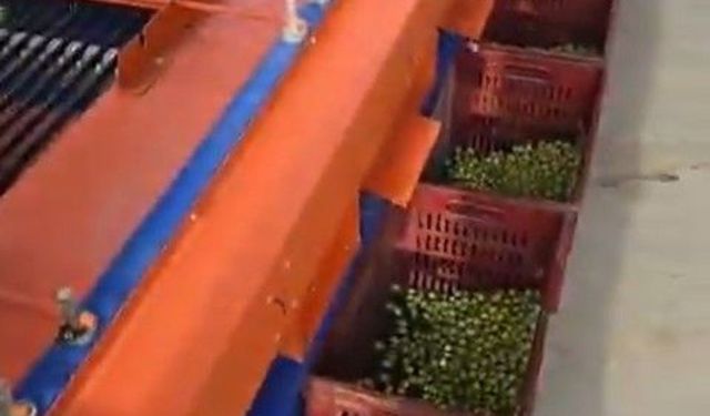 Didim’de dane zeytin fiyatları açıklandı