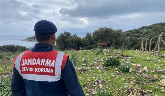 Jandarmanın konumunu paylaşan 8 şüpheli yakalandı