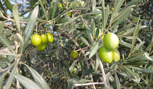 Karacasu Ataeymir'de zeytin alımları durduruldu