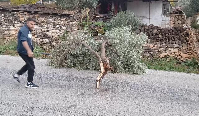 Karacasu’da şiddetli rüzgar ağacı yola devirdi