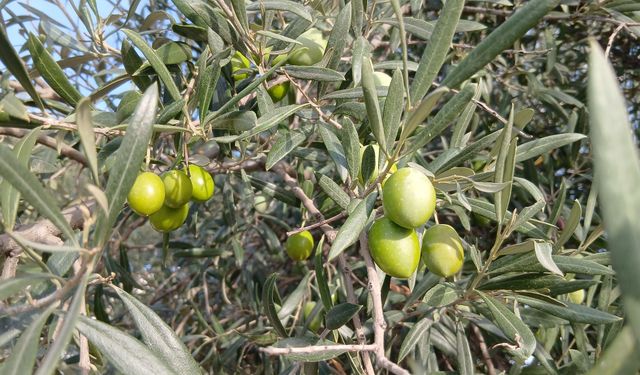 Karacasu'da zeytin üreticileri: 'Çiftçiyi bitirdiler'
