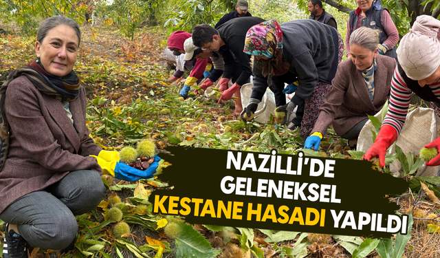 Nazilli’de geleneksel kestane hasadı yapıldı