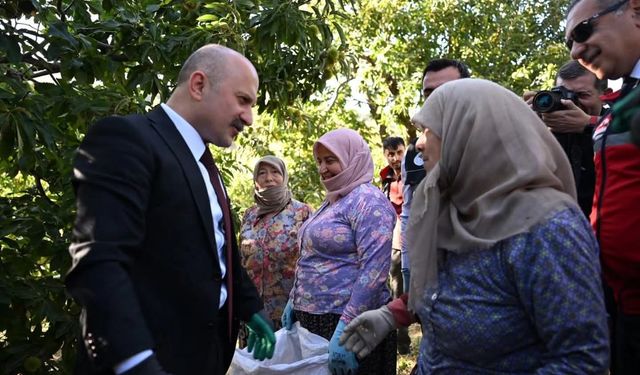 Vali Varol, kestane hasadına katıldı