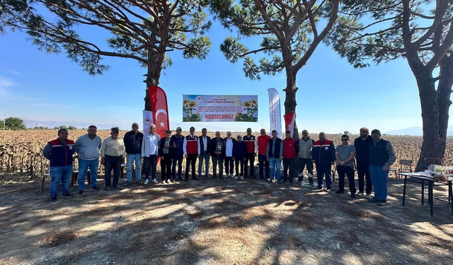 Koçarlı’da ayçiçeği hasadı başladı