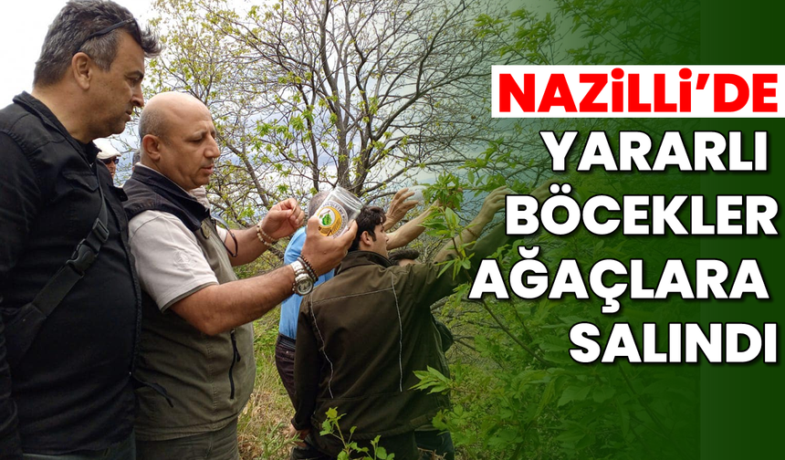 Nazilli'de yararlı böcekler ağaçlara salındı