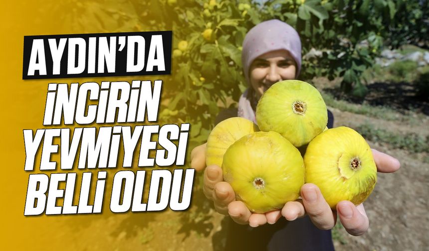 Aydın'da incirin yevmiyesi belli oldu