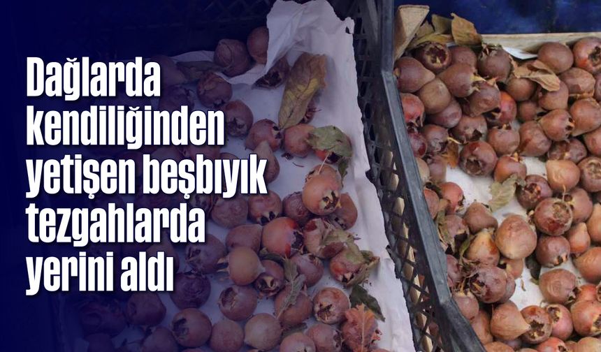 Dağlarda kendiliğinden yetişen beşbıyık tezgahlarda yerini aldı