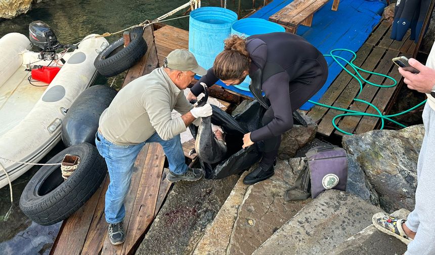 Kuşadası'nda bulunan ölü yavru yunus EKODOSD'a teslim edildi