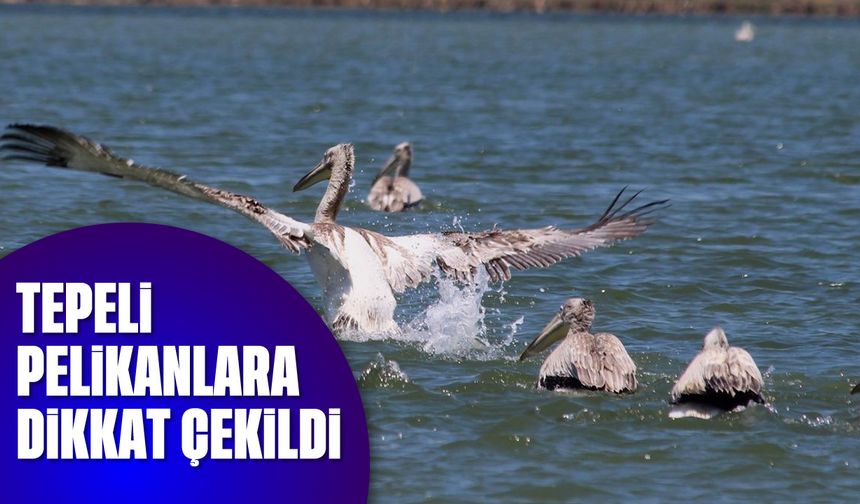 Tepeli pelikanlara dikkat çekildi