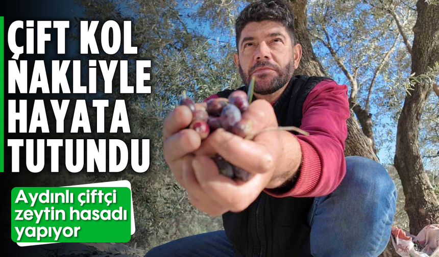 Çift kol nakliyle hayata tutundu: Aydınlı çiftçi zeytin hasadı yapıyor