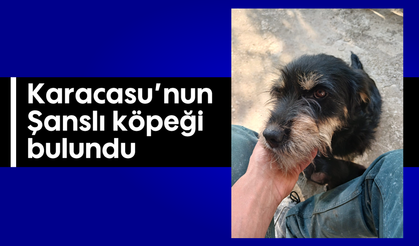 Karacasu'nun Şanslı köpeği bulundu