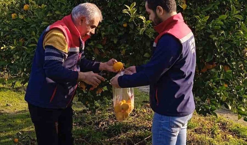 Narenciyede numune alımları sürüyor