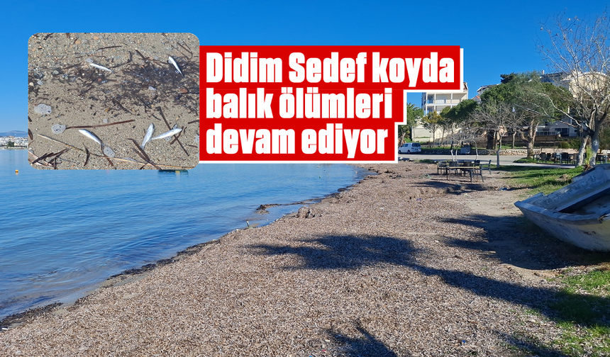 Didim Sedef koyda balık ölümleri devam ediyor