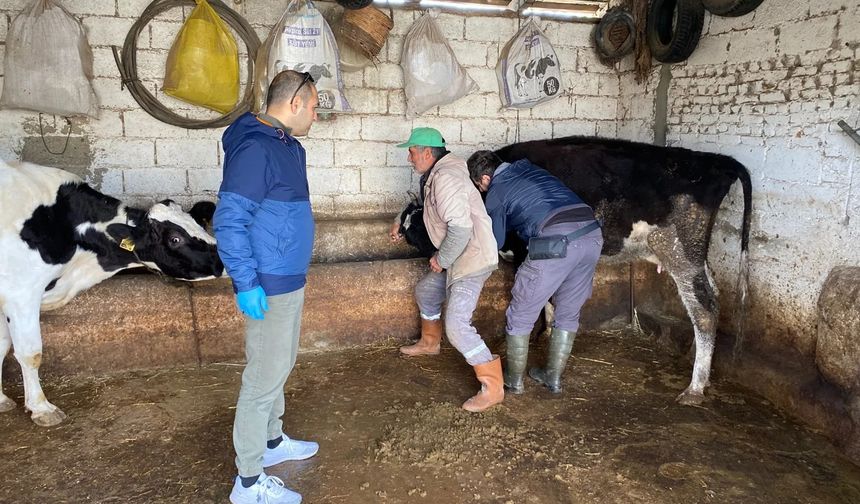 Koçarlı’da hayvan sağlığı için önlem alındı