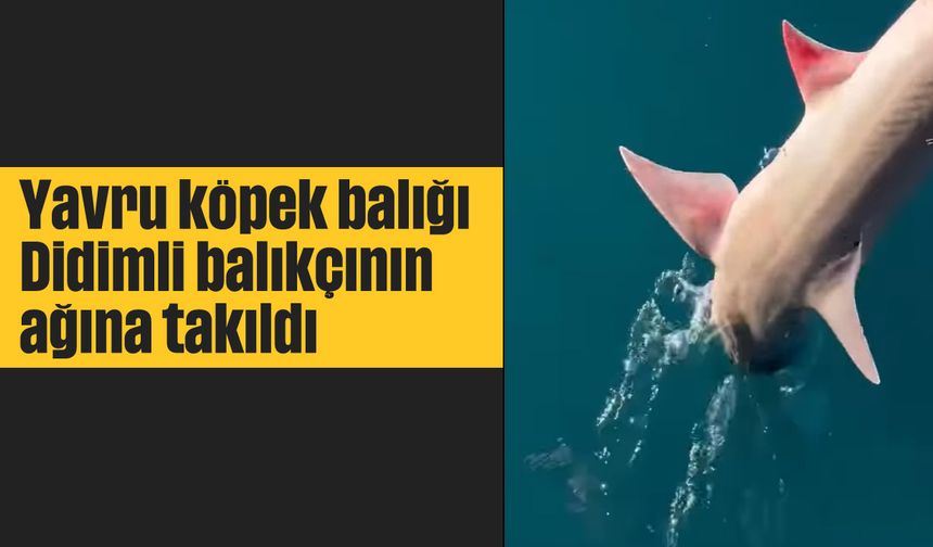 Yavru köpek balığı Didimli balıkçının ağına takıldı