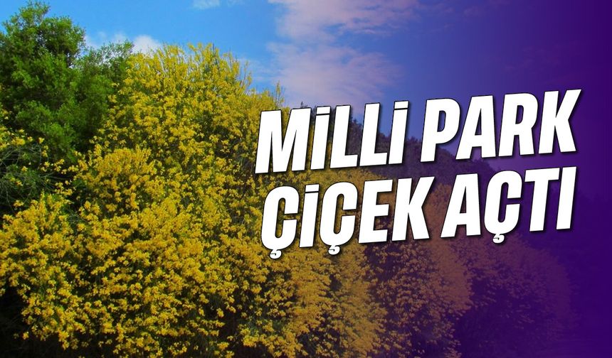 Baharın gelişiyle Milli Park çiçek açtı