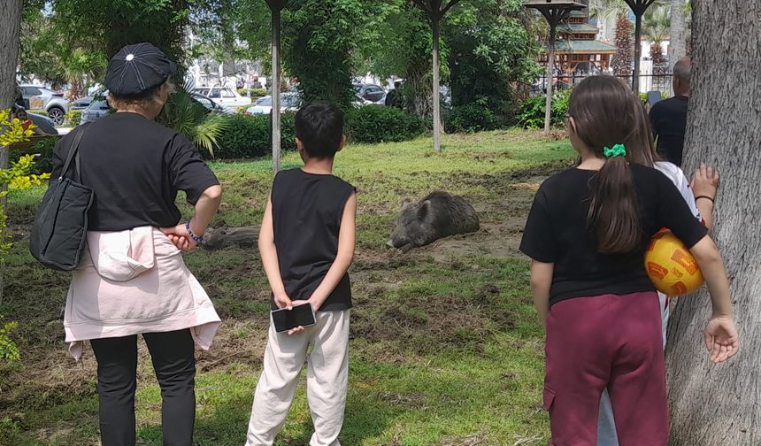Yaban domuzları Avcılar Kulübü'nü ziyarete geldi