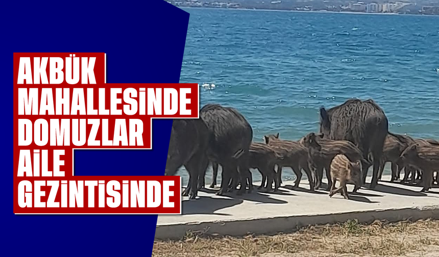 Akbük mahallesinde domuzlar aile gezintisinde