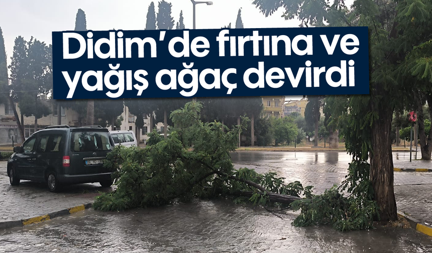 Didim’de fırtına ve yağış ağaç devirdi