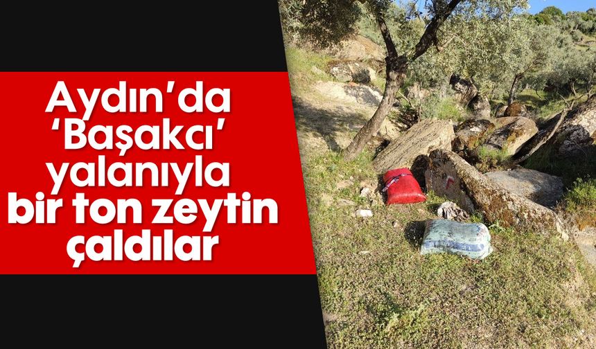 Aydın'da 'Başakcı’ yalanıyla, bir ton zeytin çaldılar