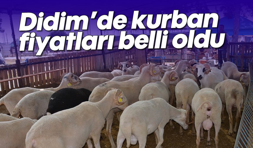 Didim'de kurban fiyatları belli oldu