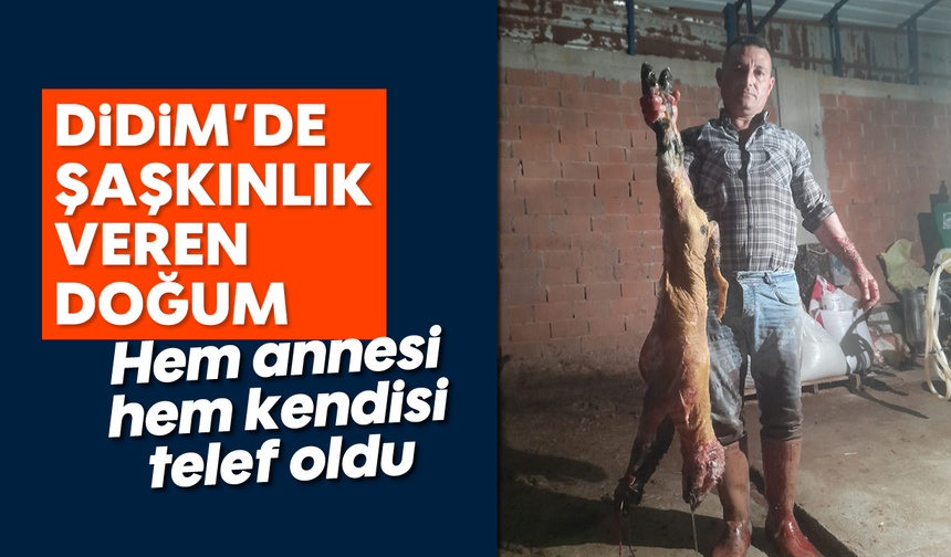 Didim'de şaşkınlık veren doğum: Hem annesi hem kendisi telef oldu