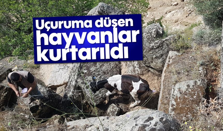 Uçuruma düşen hayvanlar kurtarıldı