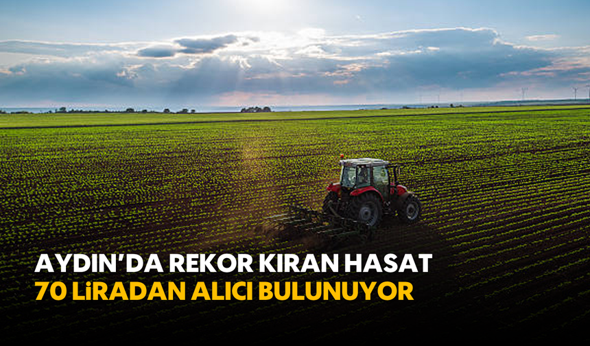Aydın'da Rekor Kıran Hasat: 70 liradan Alıcı Bulunuyor