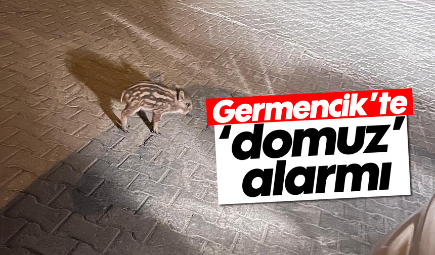 Germencik'te 'domuz' alarmı
