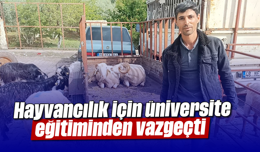 Hayvancılık için üniversite eğitiminden vazgeçti