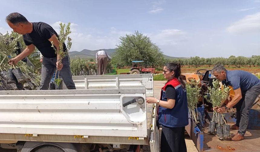 Karacasu'da domates fidesi ve zeytin fidanı dağıtıldı
