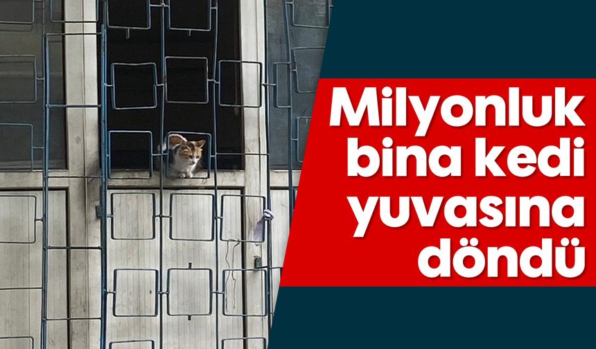 Milyonluk bina kedi yuvasına döndü