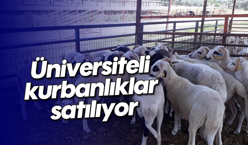 Üniversiteli kurbanlıklar satılıyor