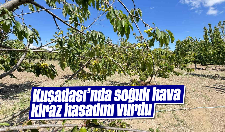 Kuşadası'nda soğuk hava kiraz hasadını vurdu