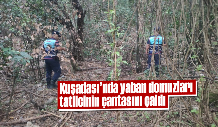 Kuşadası'nda yaban domuzları, tatilcinin çantasını çaldı