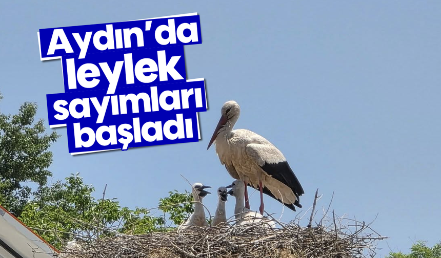 Aydın’da leylek sayımları başladı