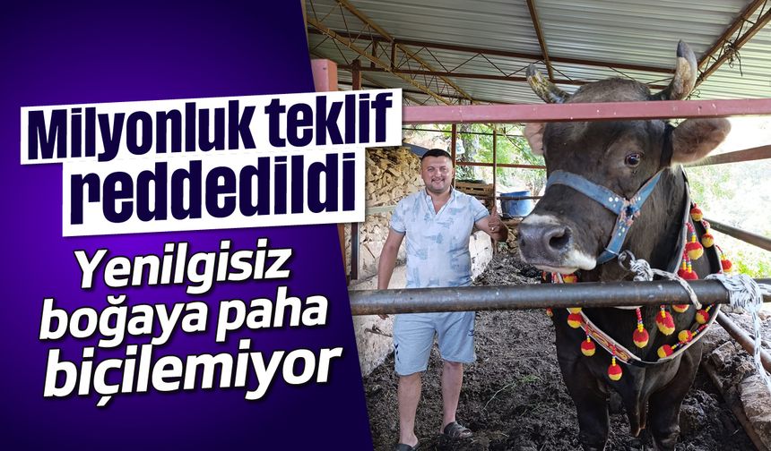 Milyonluk teklif reddedildi: Yenilgisiz boğaya paha biçilemiyor