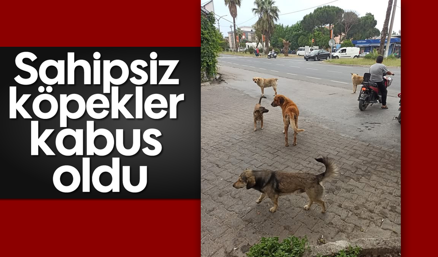 Sahipsiz köpekler kabus oldu