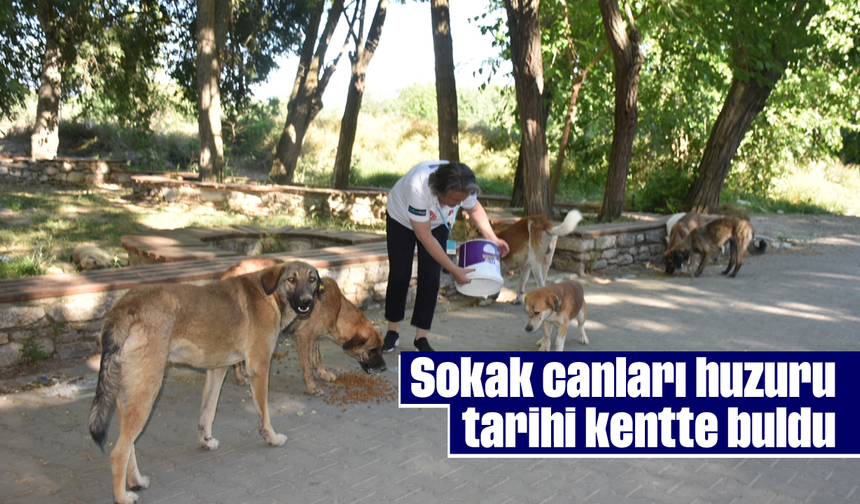 Sokak canları huzuru tarihi kentte buldu