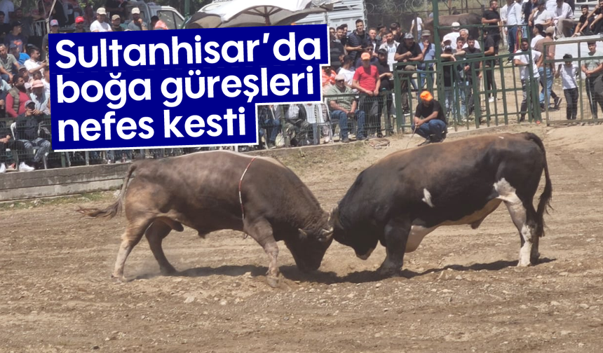Sultanhisar'da boğa güreşleri nefes kesti