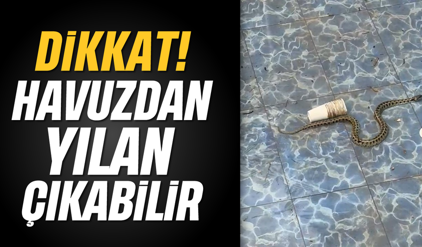 Dikkat: Havuzdan yılan çıkabilir